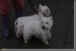 14-11-2009 11-45-38_0009_resize