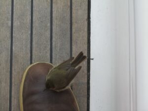 Vlieland naar Cuxhaven, foto 17 van 33