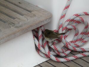 Vlieland naar Cuxhaven, foto 18 van 33