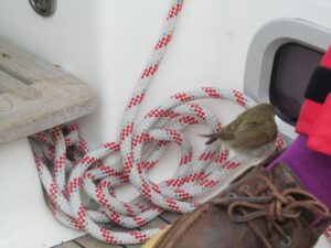 Vlieland naar Cuxhaven, foto 19 van 33