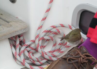 Vlieland naar Cuxhaven, foto 19 van 33