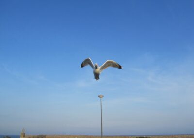 Ystad naar Utklippan, foto 13 van 25