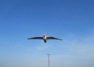 Ystad naar Utklippan, foto 14 van 25