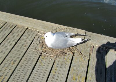 Ventspils naar Kuressaare, foto 23 van 25