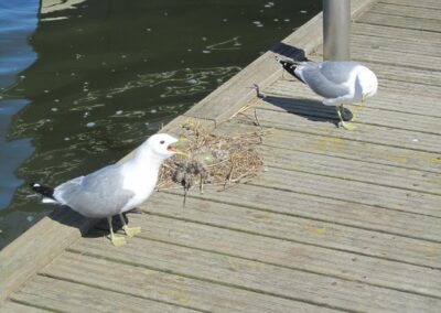 Ventspils naar Kuressaare, foto 25 van 25